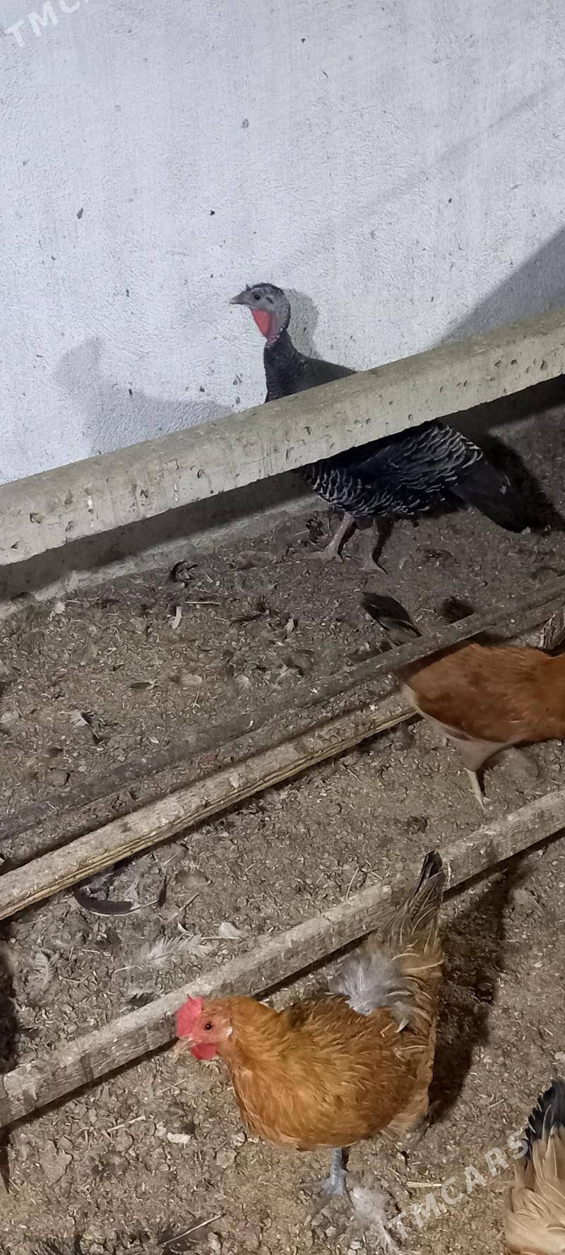 Induk - Gökdepe - img 1