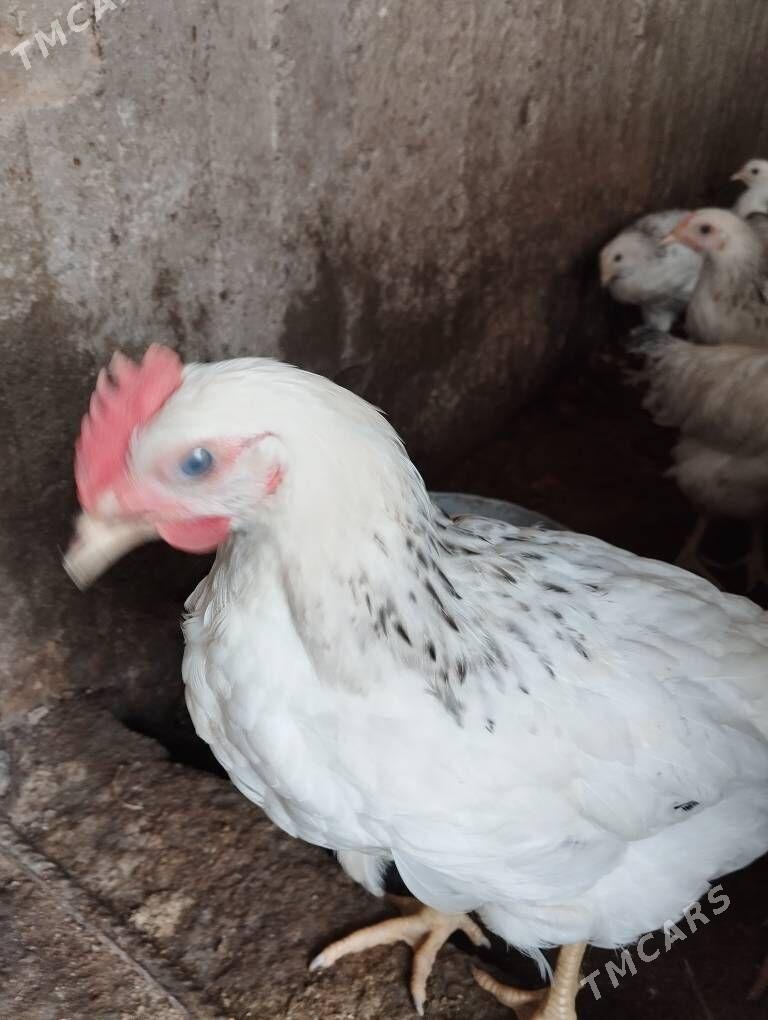 adlerskiý jüýje - Ялкым - img 1