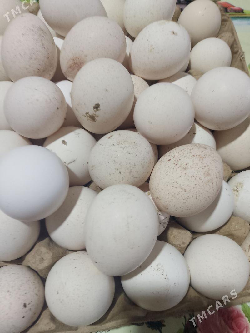 INDYUK YUMURTGA - Türkmenabat - img 1