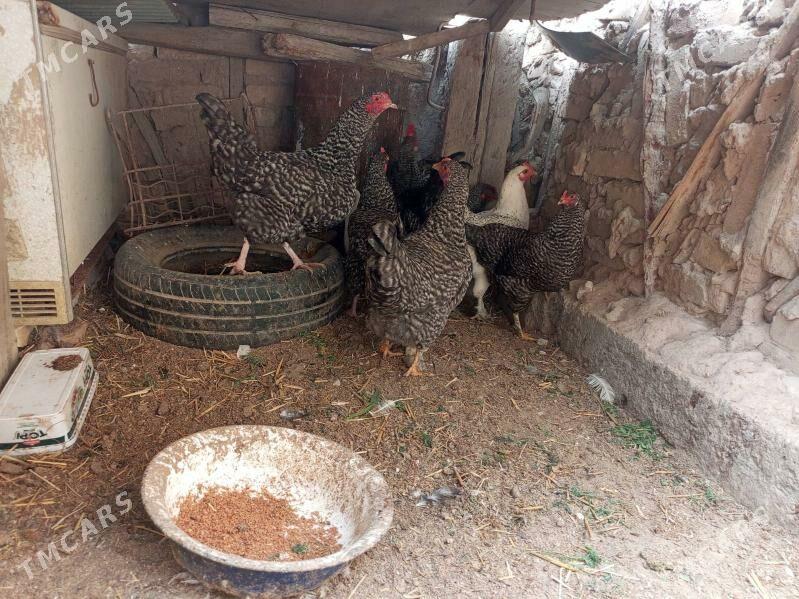 undiklar daminat towuklar - Туркменабат - img 1