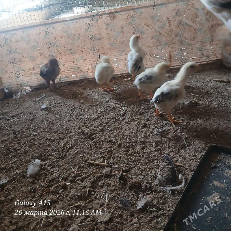 bayes juje - Dänew - img 1