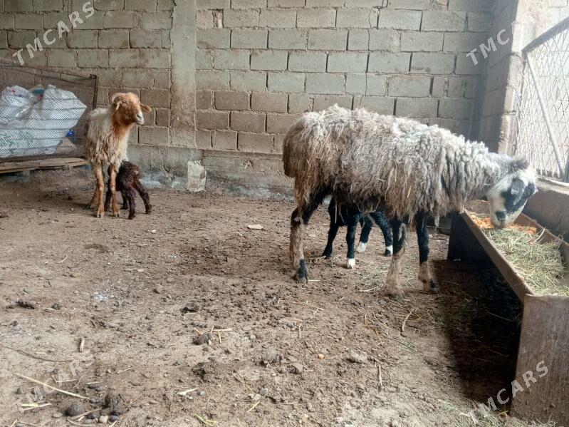 guzyly goyun - Балканабат - img 1