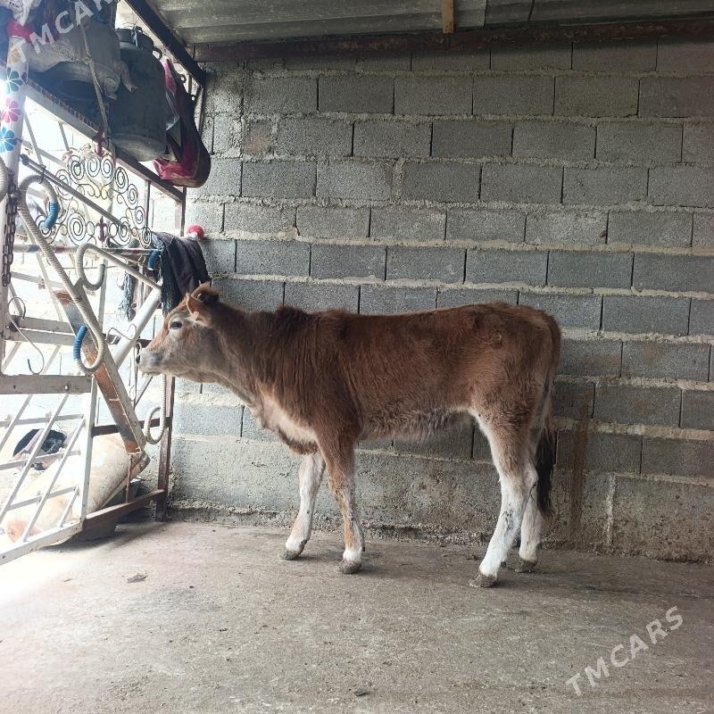 Twe - Bäherden - img 1