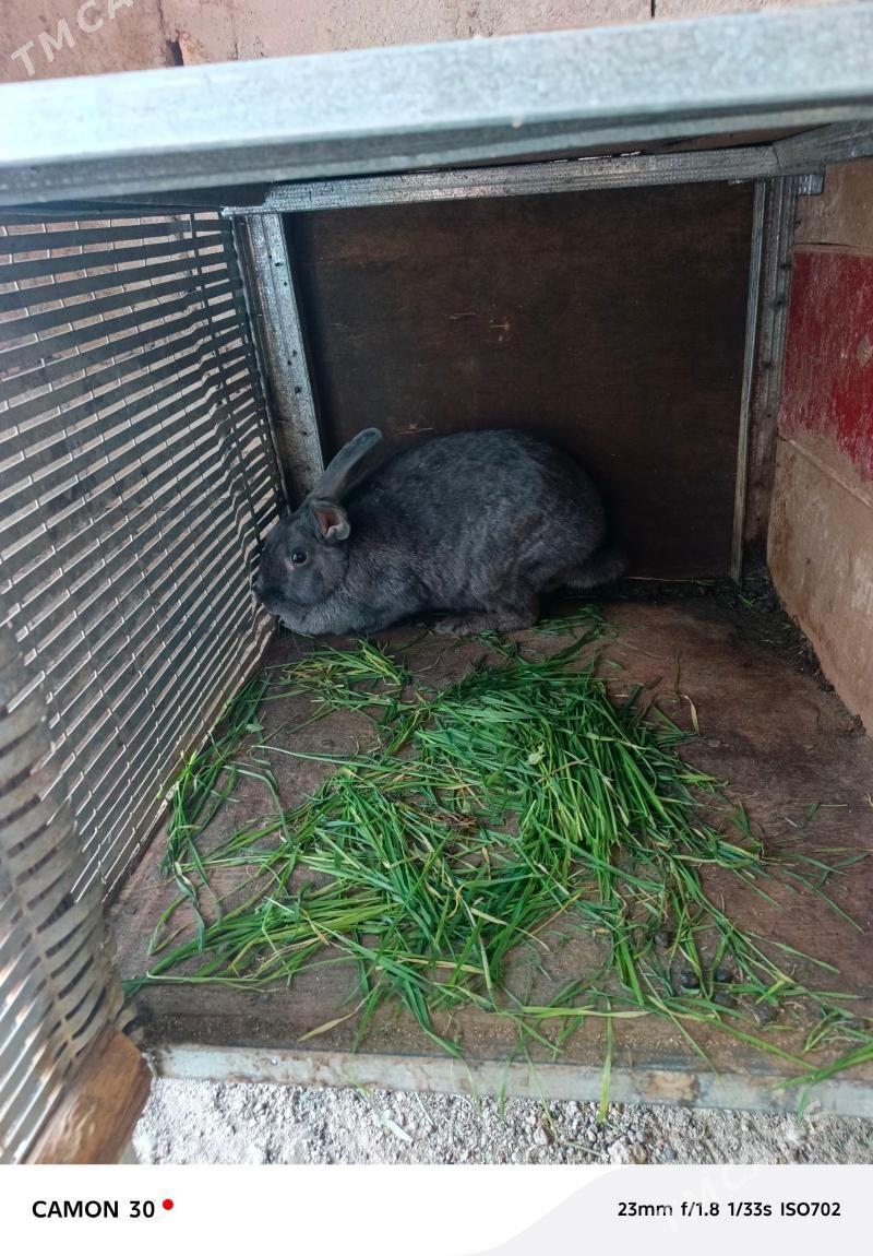 towşan - Гёкдже - img 1