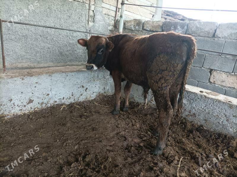 okuz - Ak bugdaý etraby - img 1