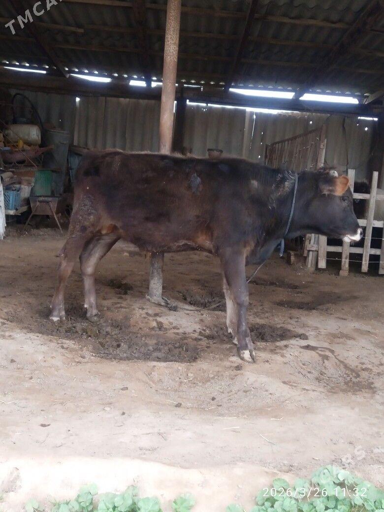 Öküz amatly. - Babadaýhan - img 1