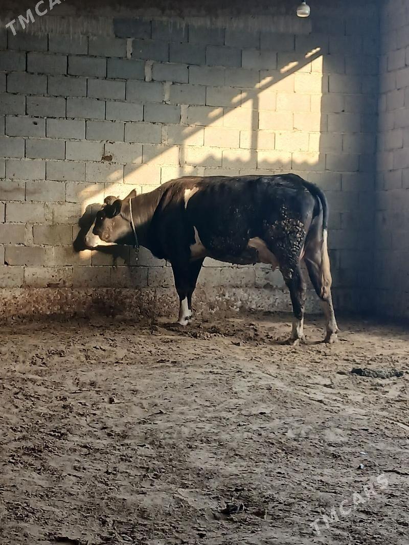 simental - Гёкдепе - img 1