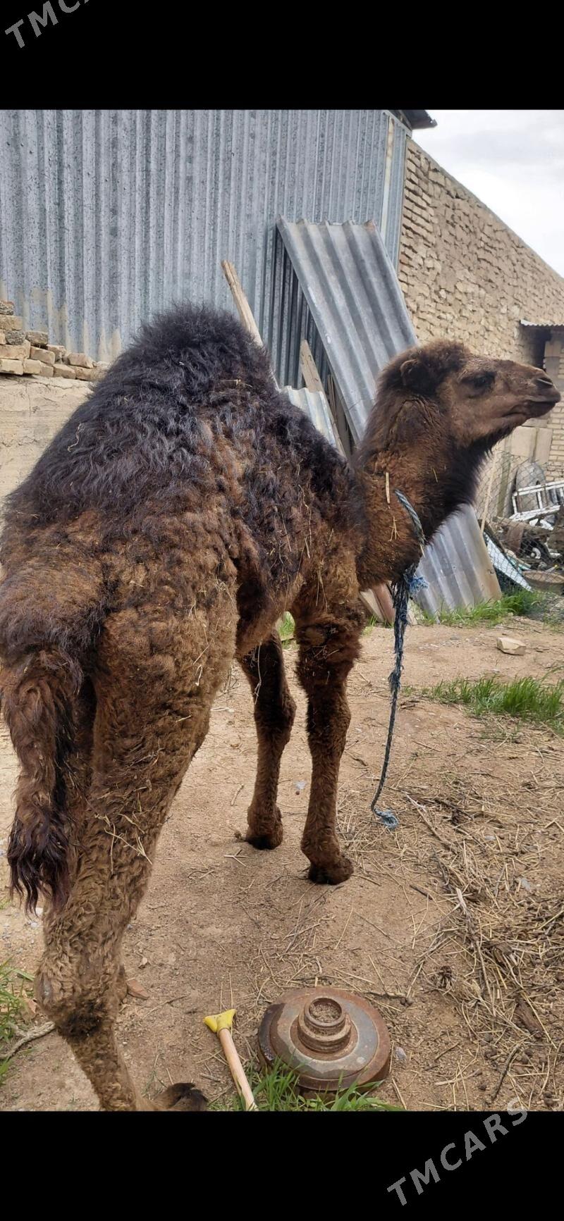 Ogsuk - Гызыларбат - img 1