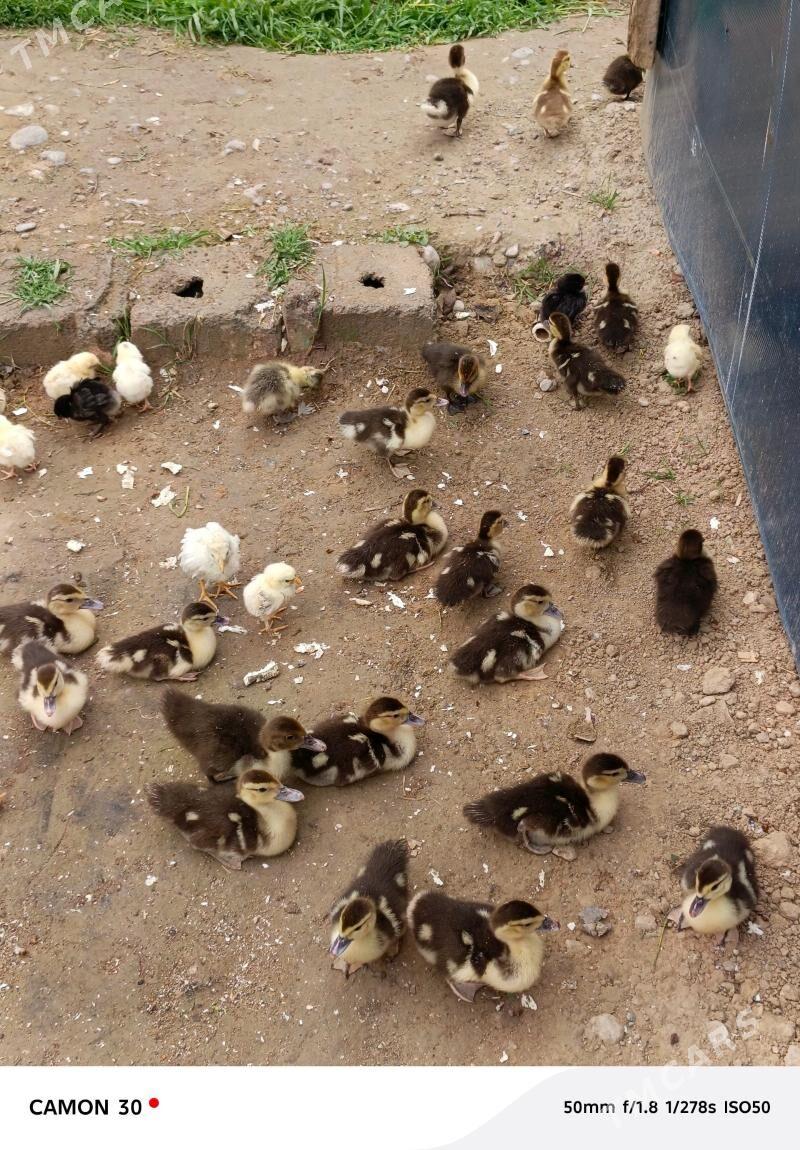 indautga jüje - Gökje - img 1