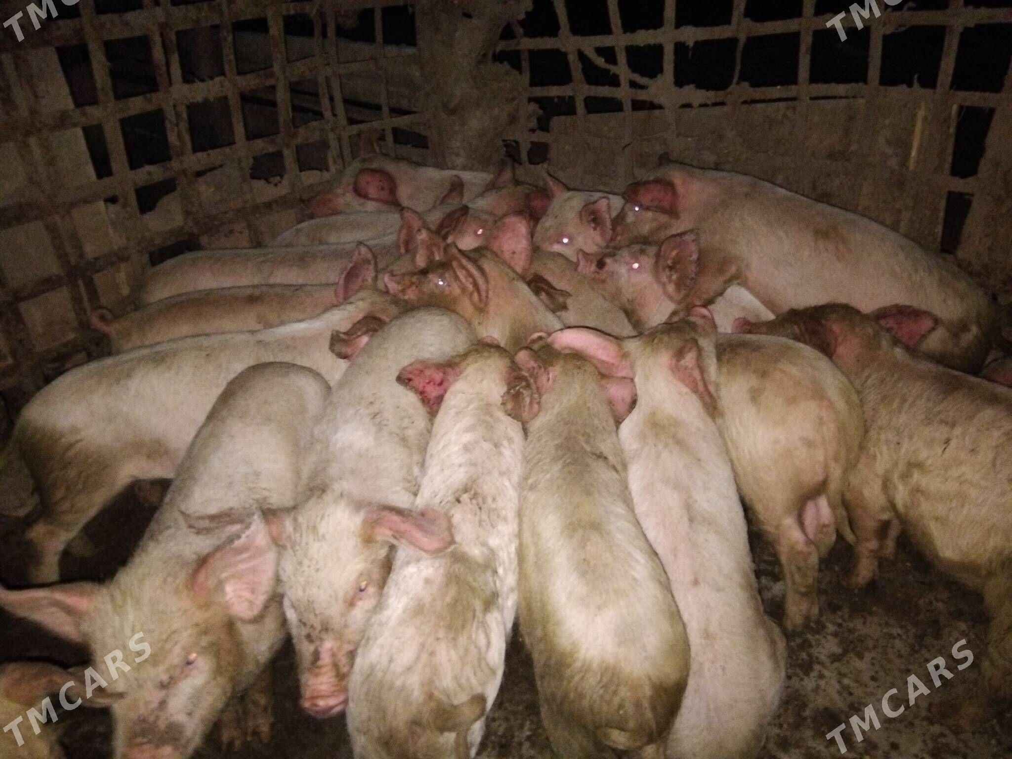 DONUZ JOJUK донуз - Мары - img 1