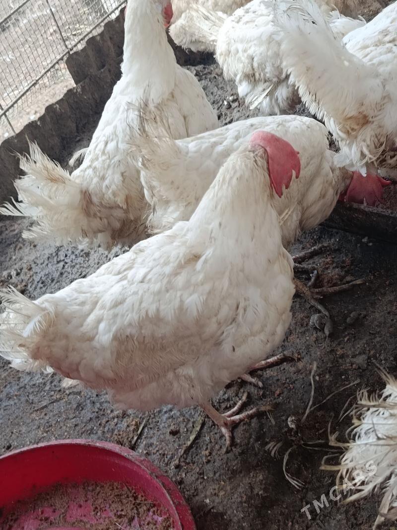 towuk - Büzmeýin - img 1