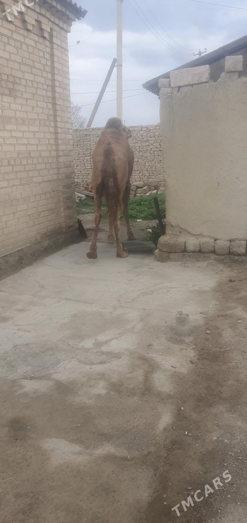 dūye - Бахарден - img 1