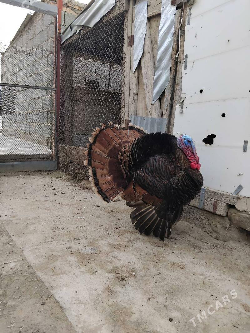 induk - Бахарден - img 1