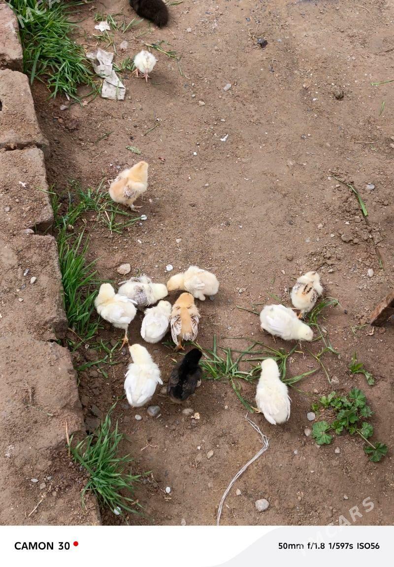 towyk jüje - Gökje - img 1