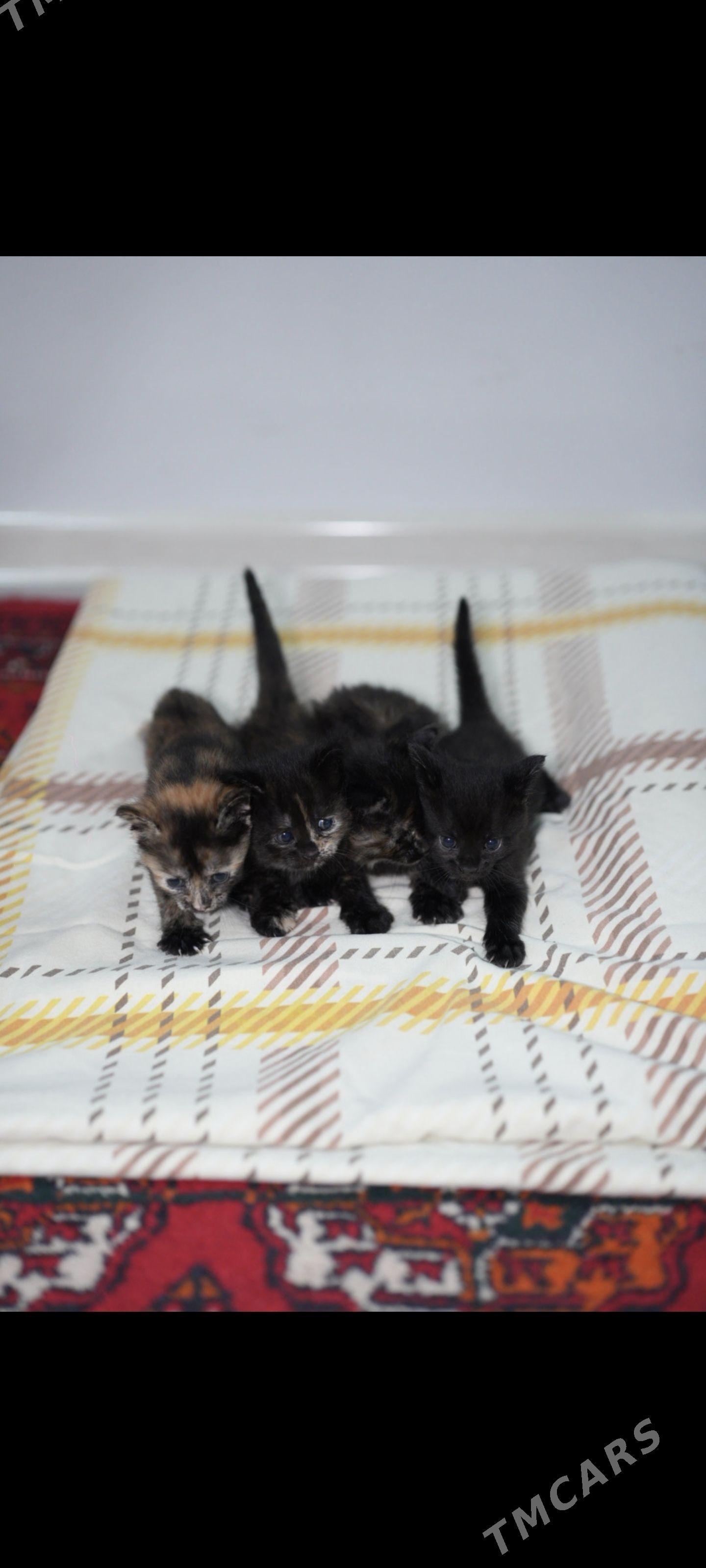 В добрые руки котята красивые - Hitrowka - img 1