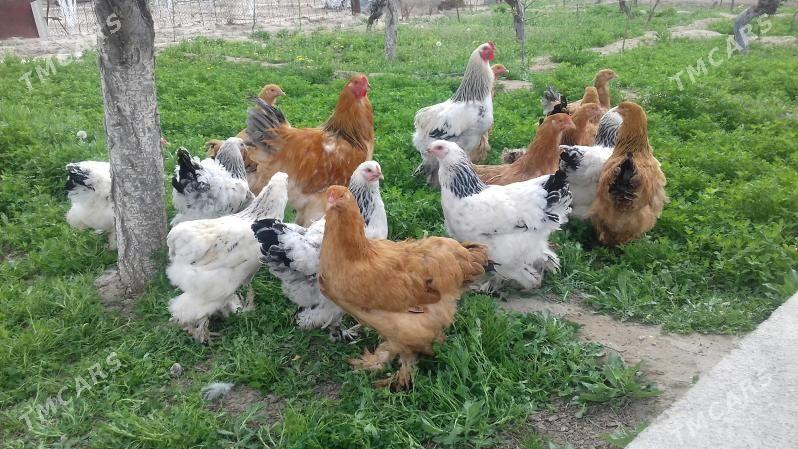 Brama Paliwi Brama Ak Cil - Gyzylarbat - img 1