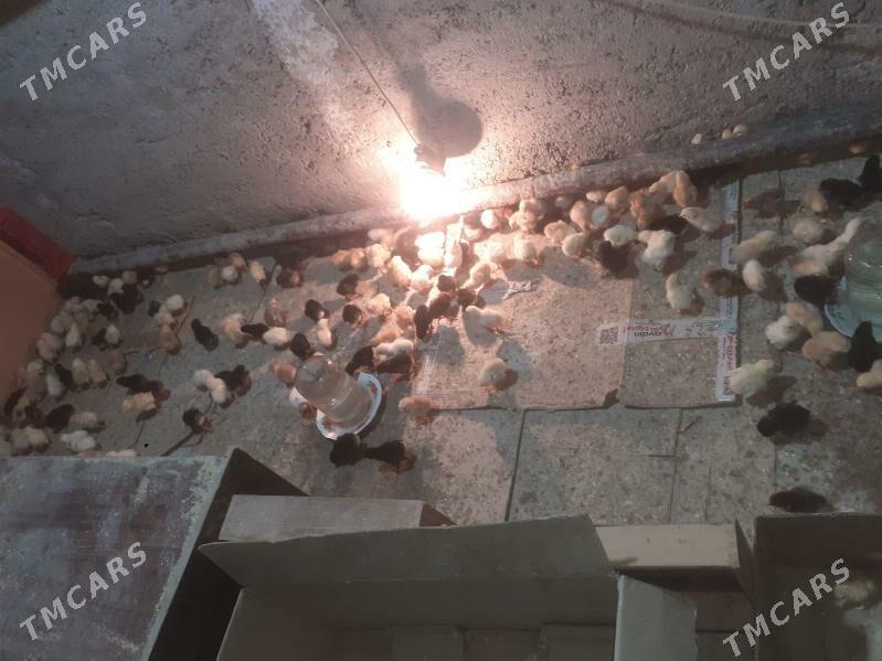 Mesny juyjeler - Туркменабат - img 1