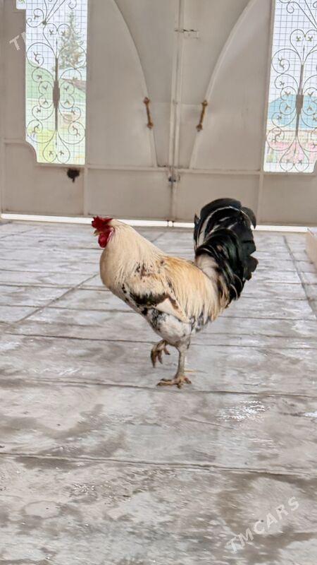 horaz - Балканабат - img 1