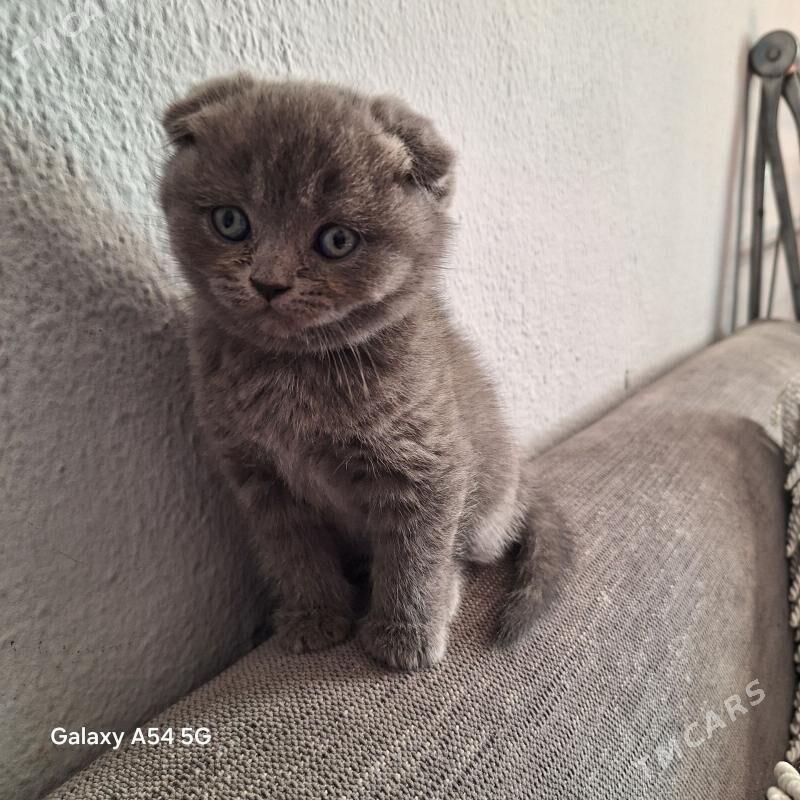 sotlanskiy - Daşoguz - img 1