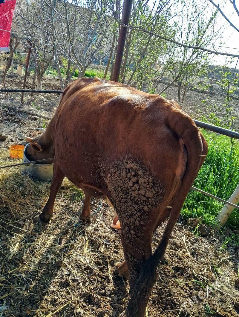 saglyk inek - Чарджоу - img 1