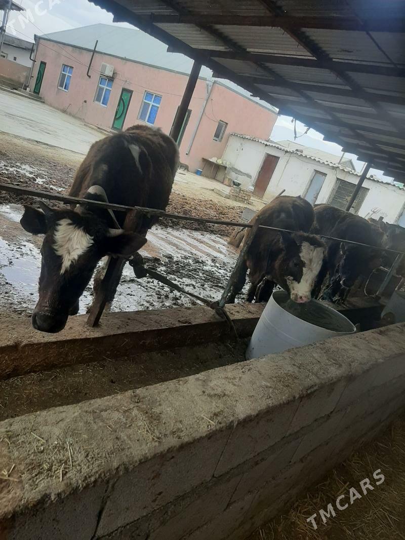 окизлер - Бахарден - img 1