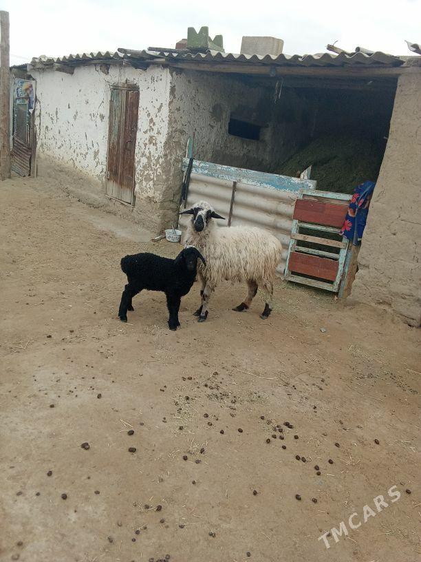 guzly goyun - Bäherden - img 1