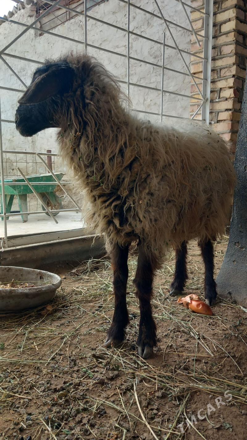 Goyun - Теджен - img 1