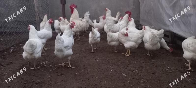 Ýumurtga ýumurtgalyk poroda to - Ашхабад - img 1