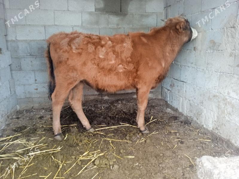 öküz - Ашхабад - img 1