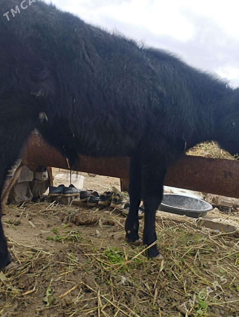 şwet öküz - Bäherden - img 1