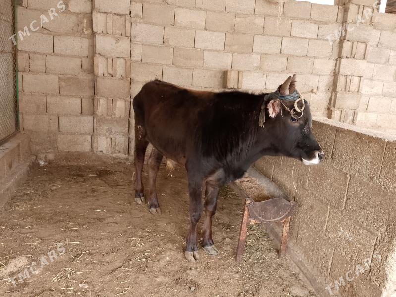 Ökuz - Балканабат - img 1