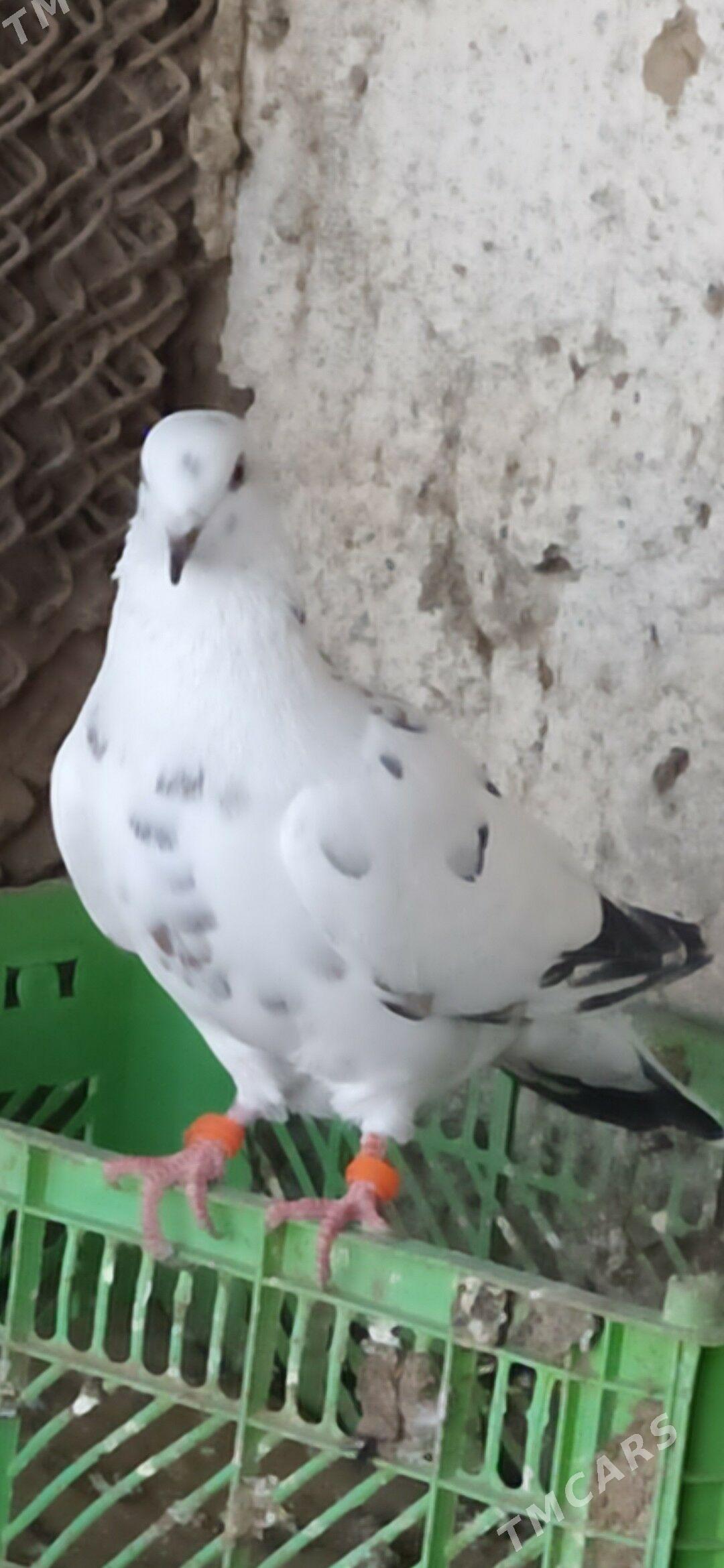 Kepderi - Теджен - img 1