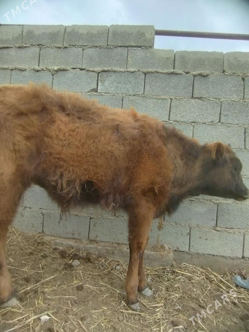 öküz - Бахарден - img 1