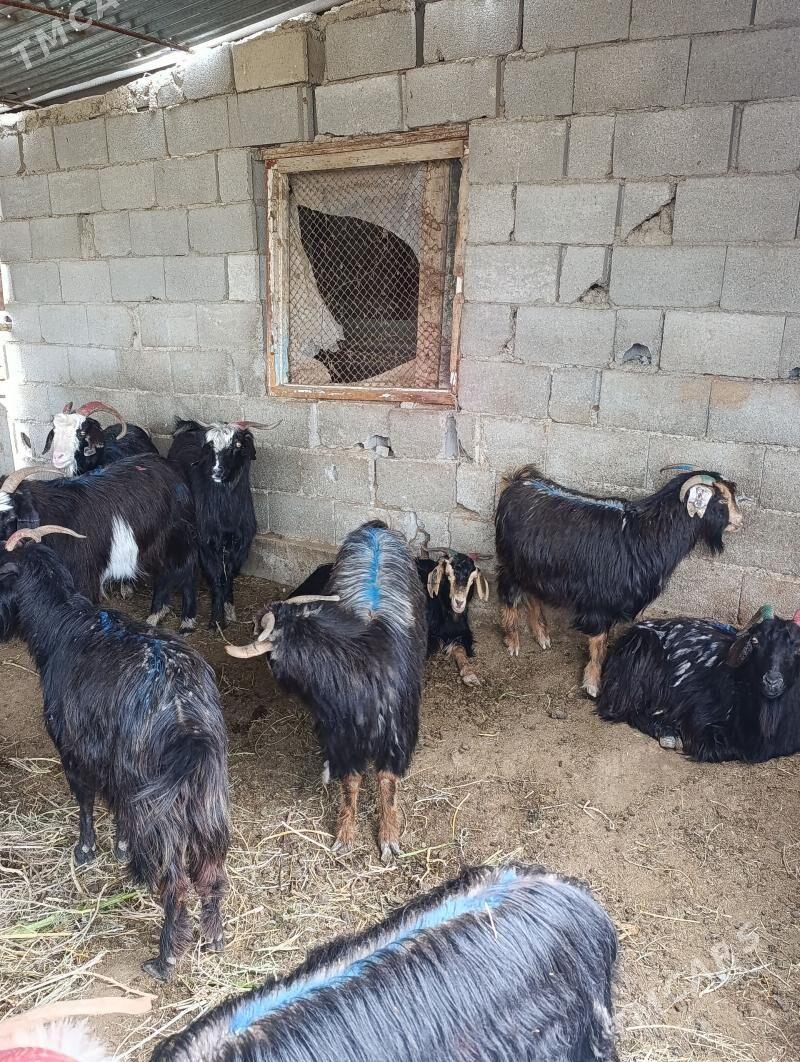 geçi - Gökdepe - img 1