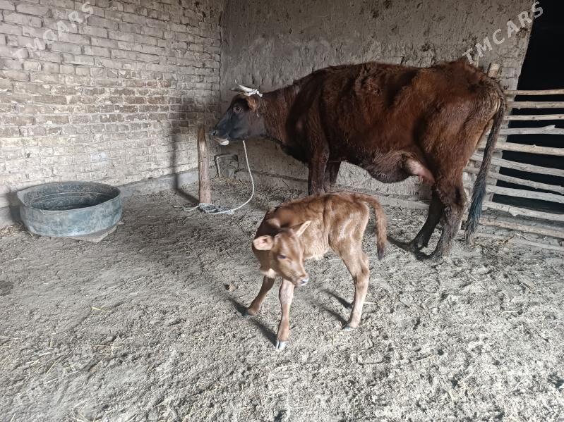 goleli sygyr - Gubadag - img 1