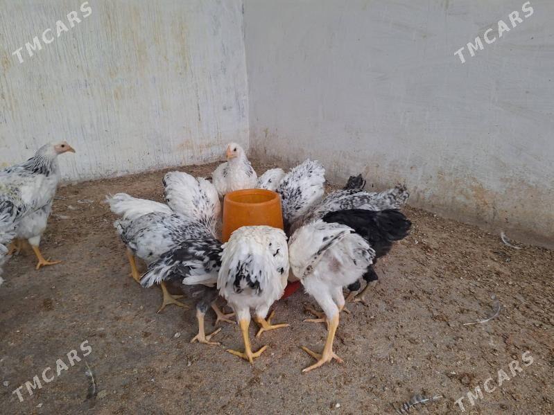 Juje - Aşgabat - img 1