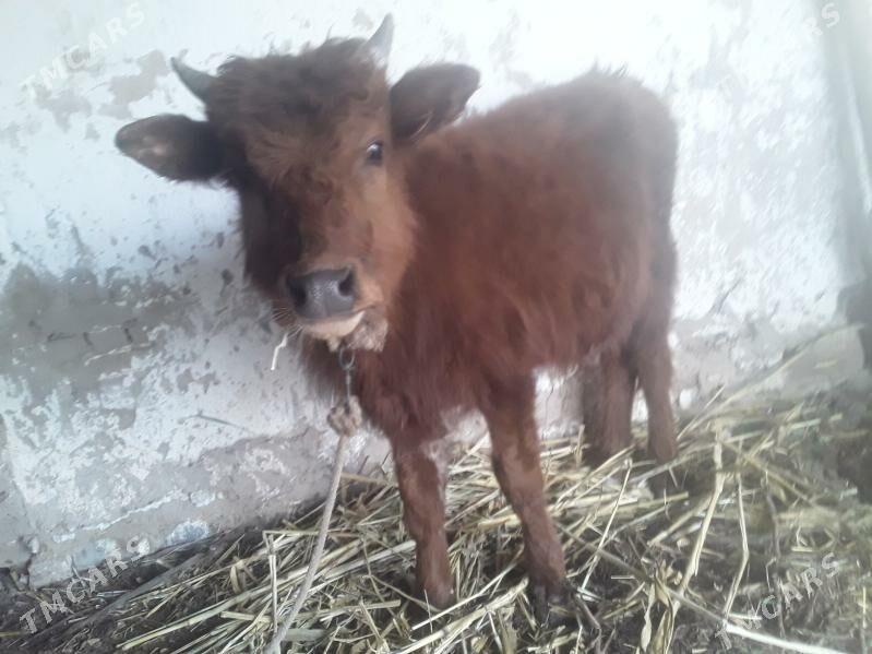 ÖKÜZ - Gubadag - img 1