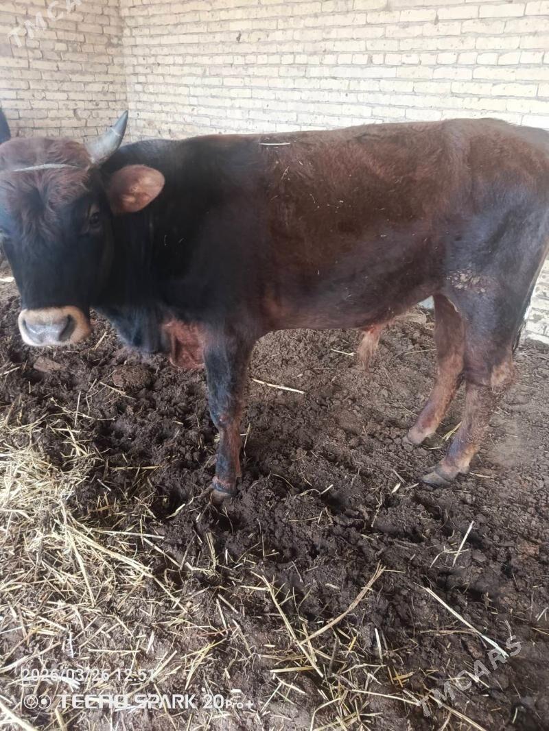 okuz - Türkmenabat - img 1