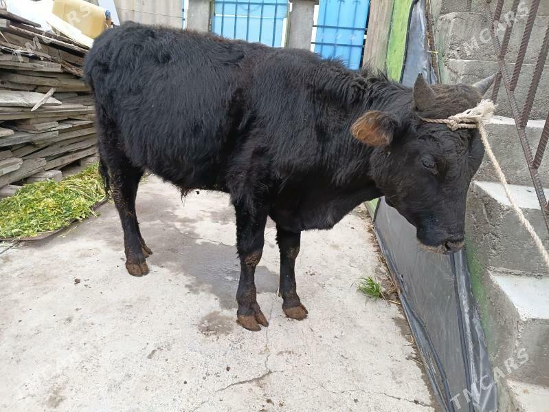 okuz - Bagyr - img 1