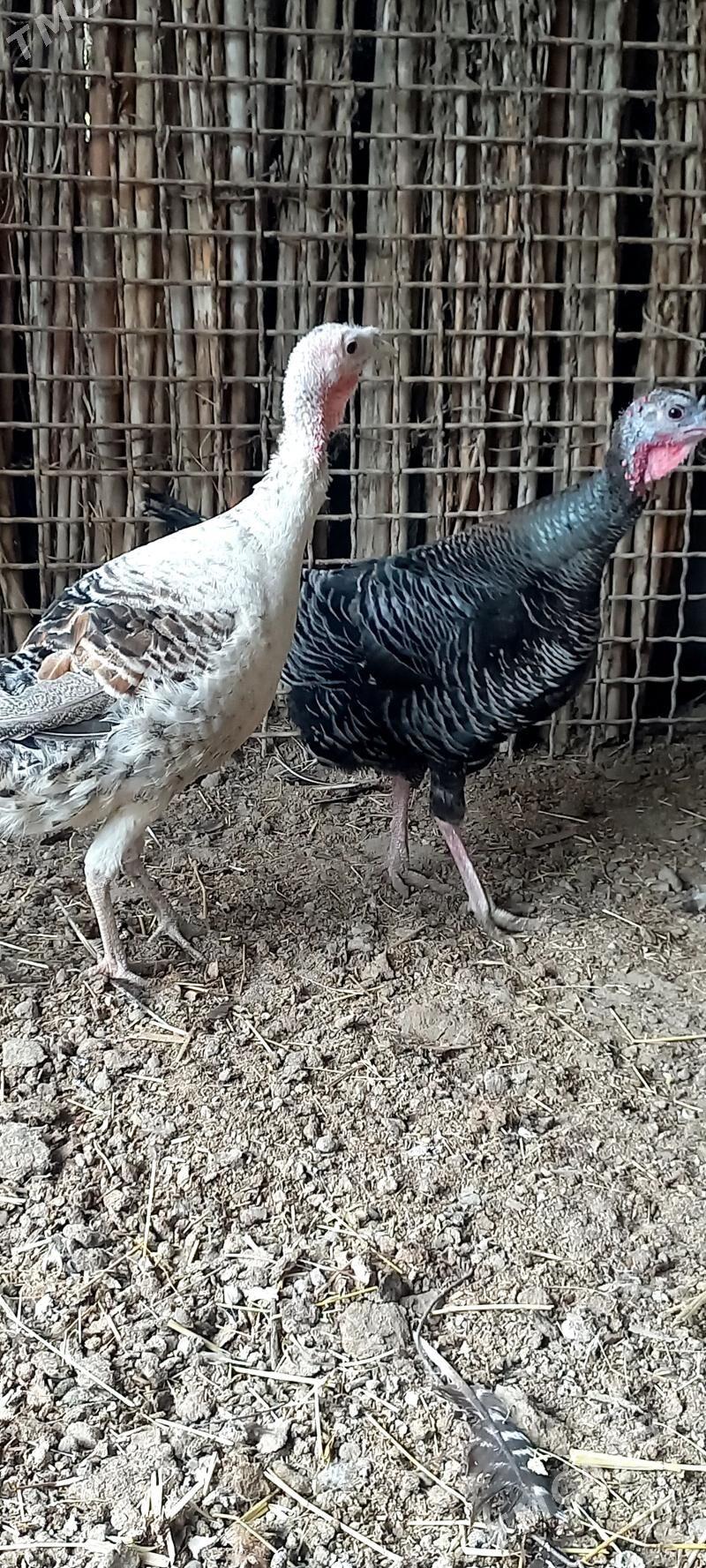 Induk - Gökdepe - img 1