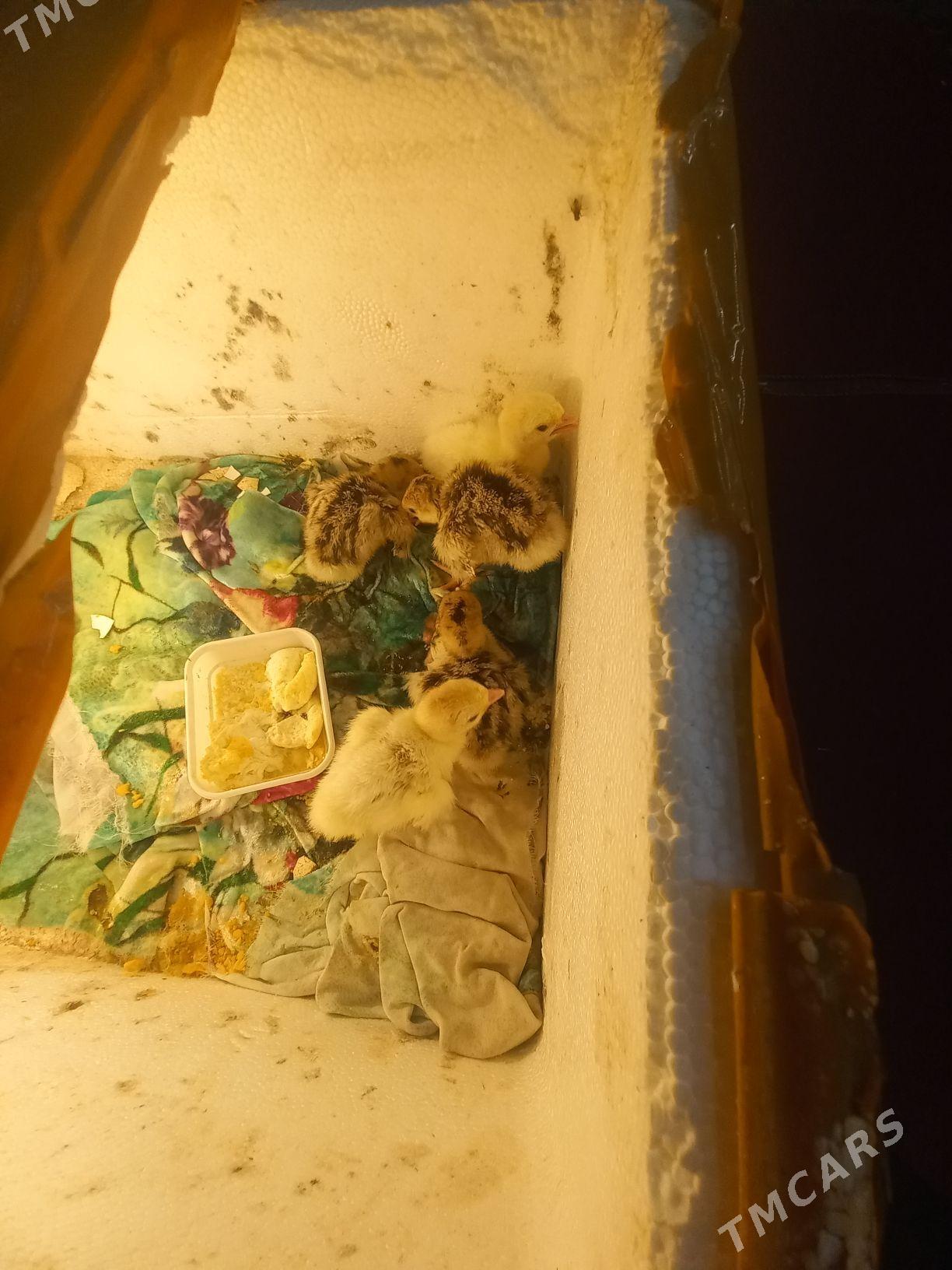 индук жуже - Чоганлы - img 1