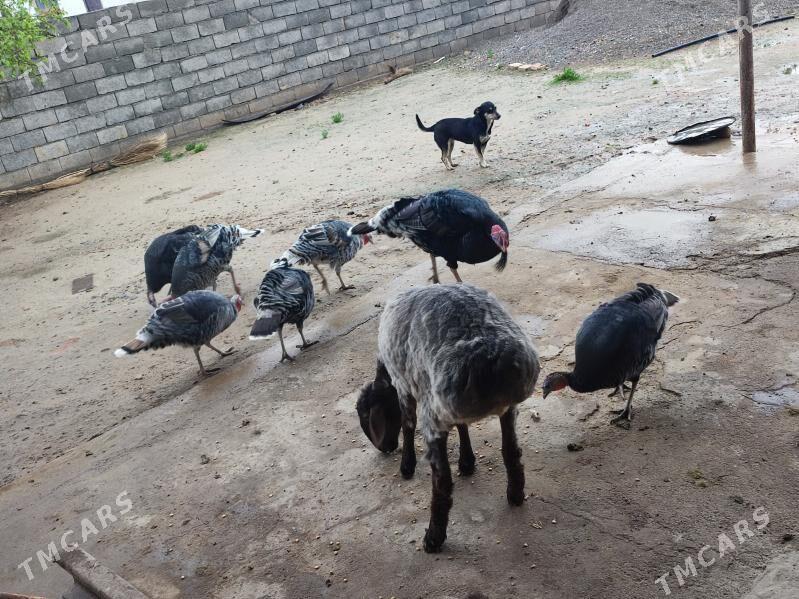 induklar ve gazlar - Ak bugdaý etraby - img 1