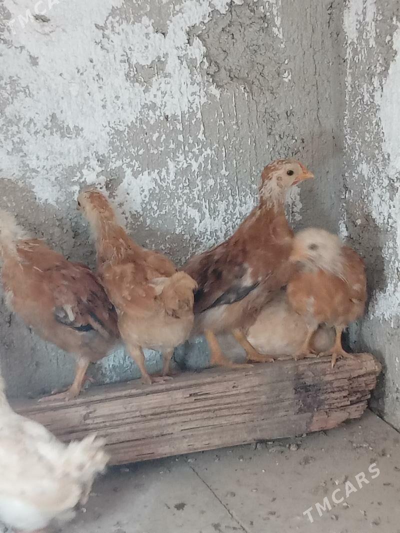 juyje - Балканабат - img 1