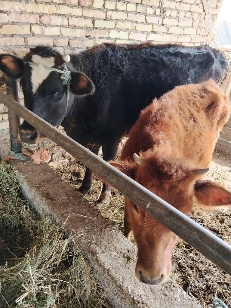 Galysteýn hojekli sygyr - Çärjew - img 1