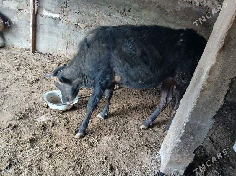 Tuwe - Багир - img 1