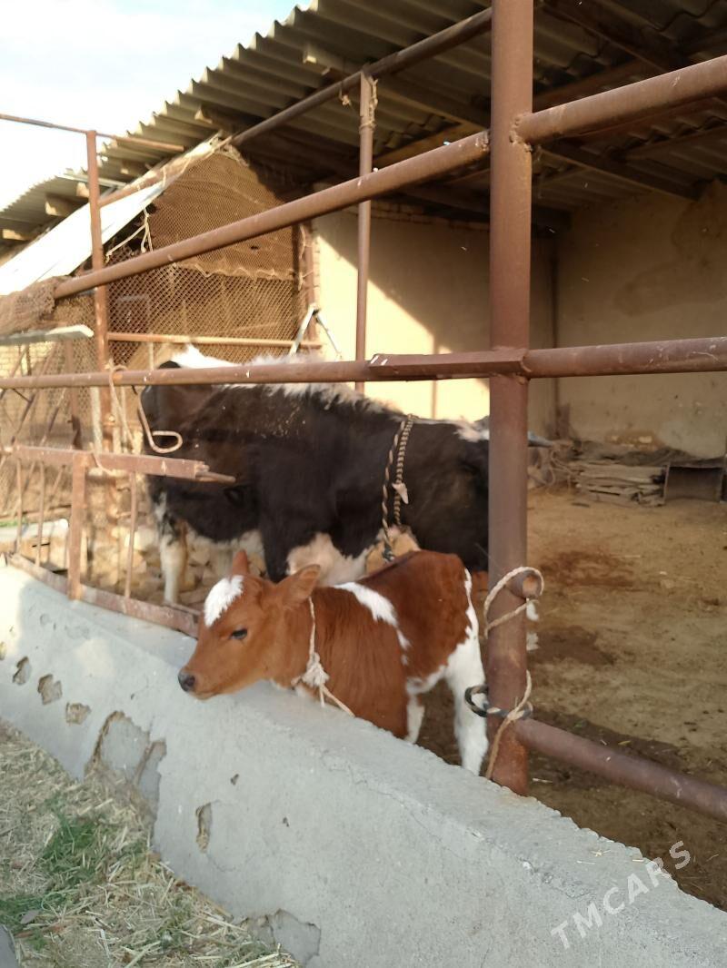 Satlyk sygyrlar - Baýramaly - img 1