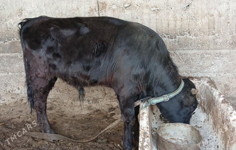 okuz - Aşgabat - img 1