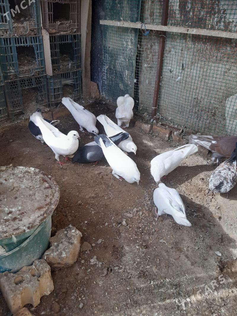 Satlyk guşlar - Сакарчага - img 1