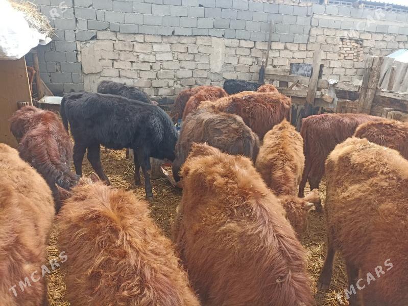 öküzçe tüwe öküz göle - Aşgabat - img 1