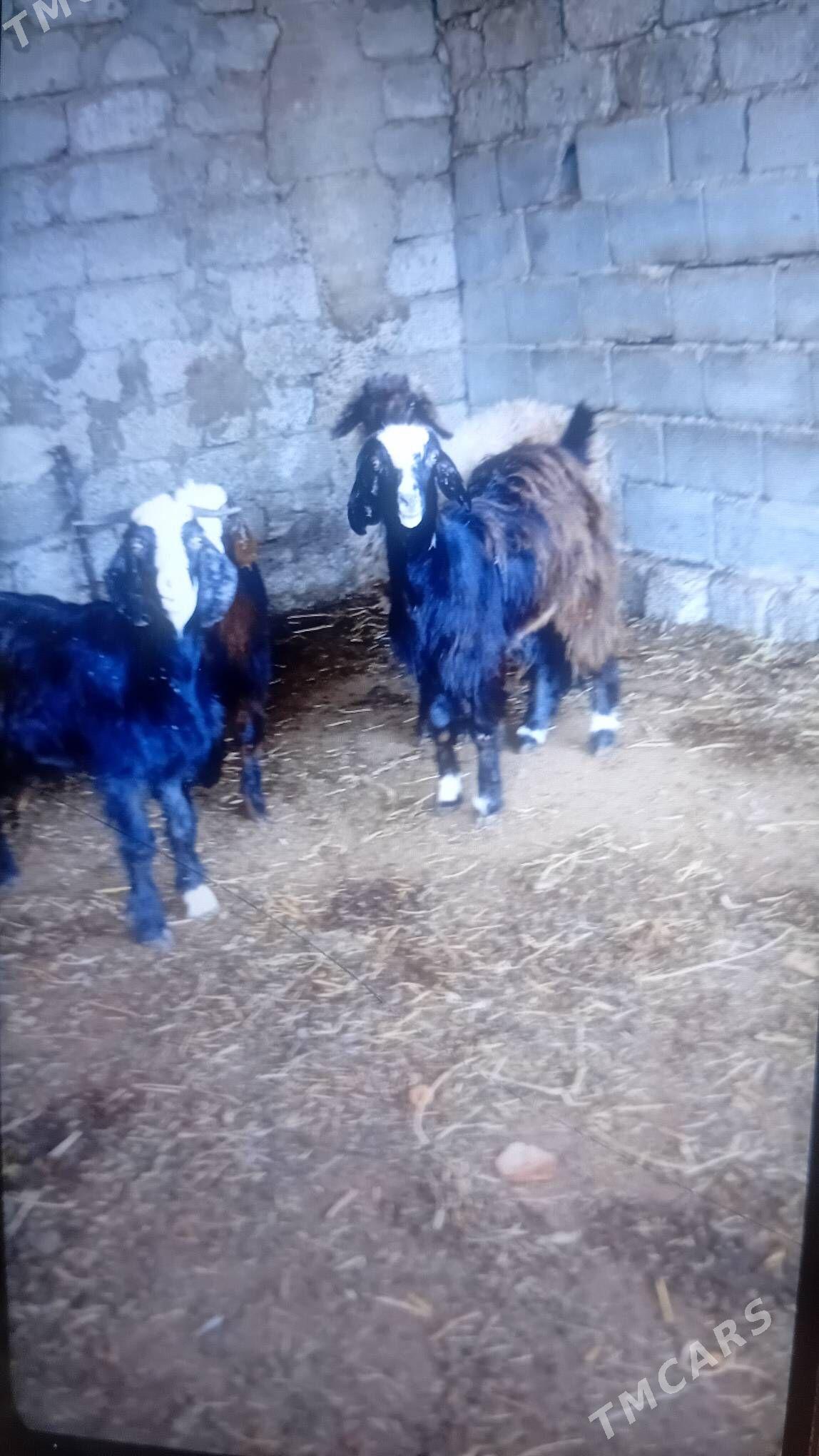 Geçi - Бузмеин - img 1